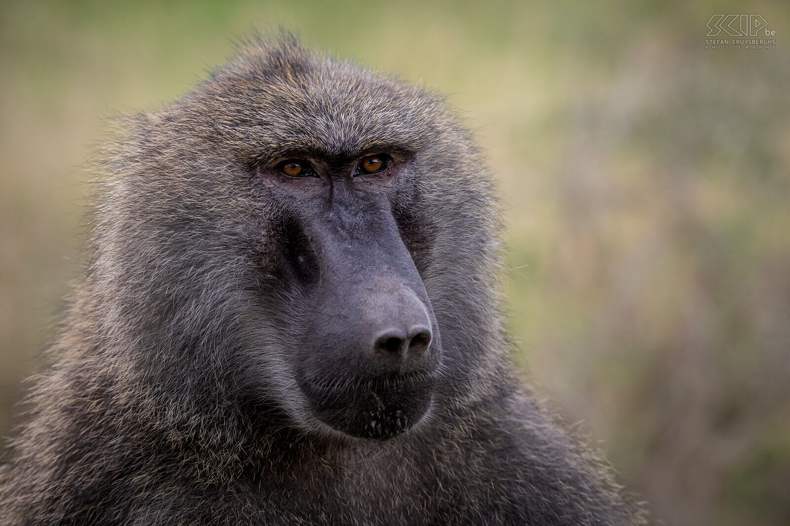 Nakuru NP - Olive baboon  Stefan Cruysberghs
